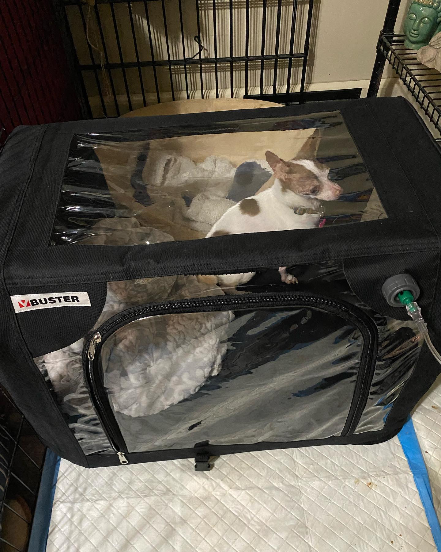 oxygen-tent-for-senior-dogs