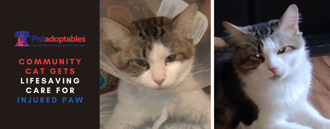 Community Cat Gets Lifesaving Care for Injured Paw