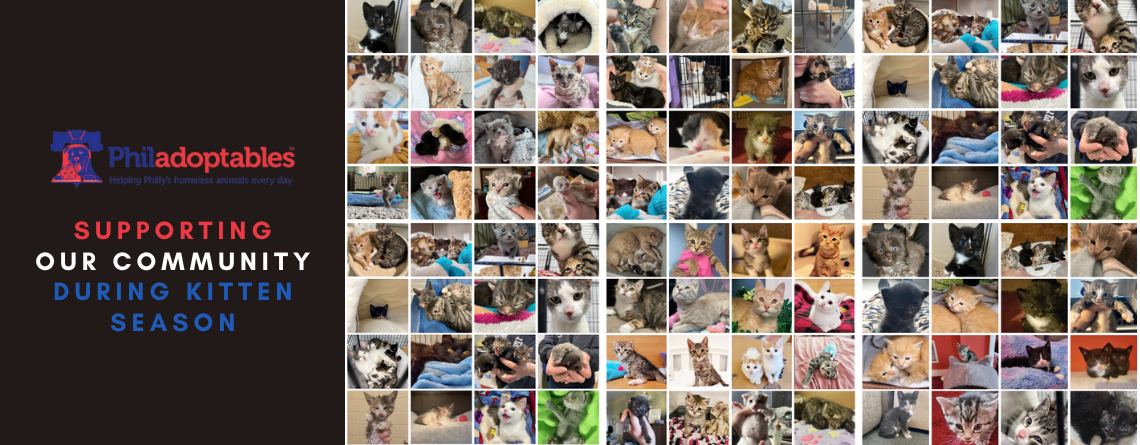Supporting Our Community During Kitten Season