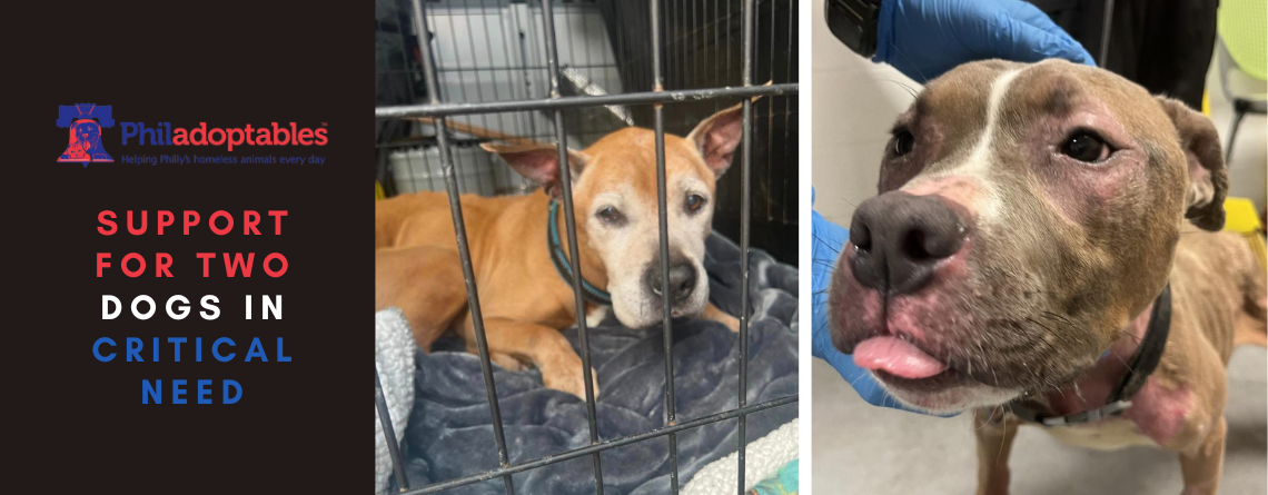 Support for Two Dogs In Critical Need