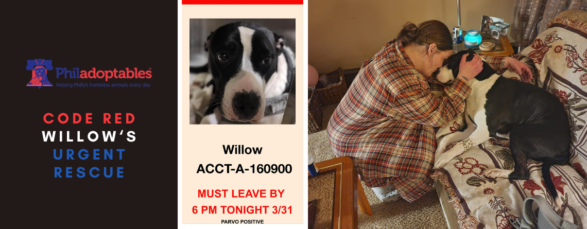 Code Red Willow’s Urgent Rescue