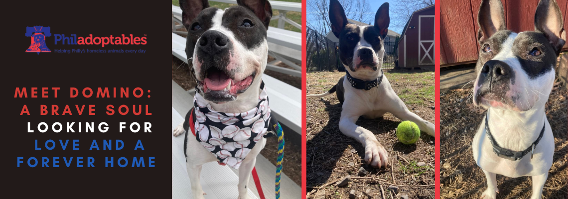 Meet Domino – Our Dog of the Week!