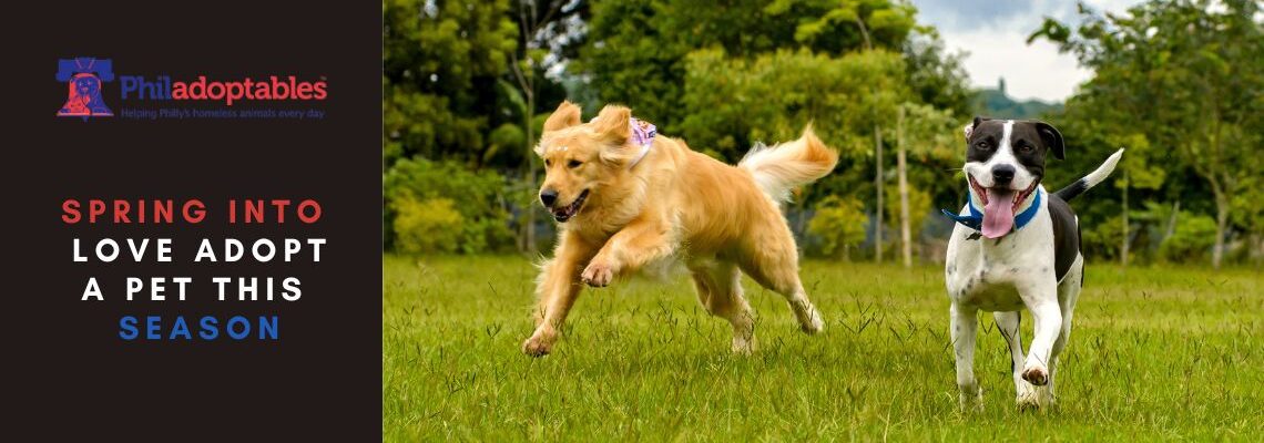 Spring into Love — Adopt a Pet This Season!